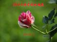 Flowery 3003