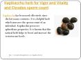 Kapikacchu herb for Vigor and Vitality and Elevates sperm count