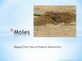 Moles - Digging Their Way to Property Destruction