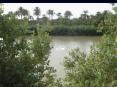 Distribution and Bioaccumulation of  Zinc, Nickel, Lead and Cadmium  in Water, Sediment and Some Biota of  Al-Gharraf River South of Iraq