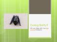 Going Batty? YES can Help with Your Bat Control Problems