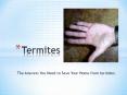 Termites - The Answers You Need to Save Your Home from termites