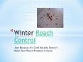 Winter Roach Control- Just Because It’s Cold Outside Does Not Mean Your Roach Problem is Gone