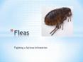 Fleas – Fighting a Serious Infestation