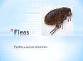 Fleas – Fighting a Serious Infestation