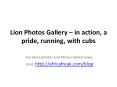 Photos of lions to download for free