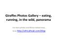 Photos of giraffes to download for free