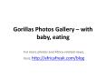 Photos of gorilla to download for free