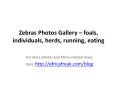 Photos of zebra to download for free