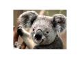 What Am I - Name The Animal