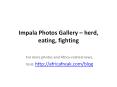 Impala photos to download for free