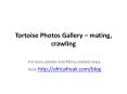 Photos of tortoise to download for free