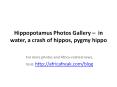 Photos of Hippopotamus (Hippo) to download for free