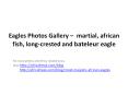 Photos of Eagles to download for free (martial, african fish, long-crested, bateleur)