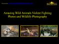 Watch Rarely Seen Wild Animals Violent Fighting Photos, Wildlife Photography