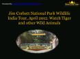 Jim Corbett National Park India Tour 2012, Watch Tiger, Corbett Tiger Reserve