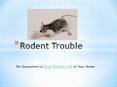 Rodent Problems – We Guarantee To Keep Rodents Out of Your Home