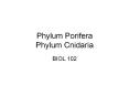 Phylum Porifera Phylum Cnidaria