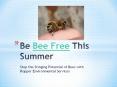 Be Bee Free This Summer - Stop the Stinging Potential of Bees with Hopper Environmental Services