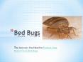 Bed Bugs - The Answers You Need to Protect Your Home from Bed Bugs
