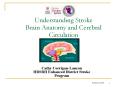 Understanding Stroke Brain Anatomy and Cerebral Circulation
