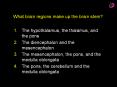 What brain regions make up the brain stem?