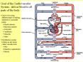 Goal of the Cardiovascular System: deliver blood to all parts of the body
