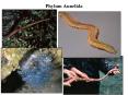 Phylum Annelida