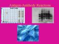 Antigen-Antibody Reactions 0 Agglutination Reaction