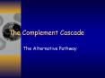 The Complement Cascade The Alternative Pathway Complemen