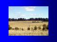 Breeding for parasite resistance in sheep - a clean gree