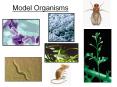 Model Organisms What Is a Model Organism? Archae
