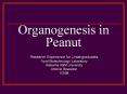 Organogenesis in Peanut Research Experience fo
