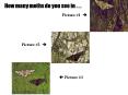 How many moths do you see in . . . Picture #1   Picture #2 