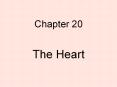 Chapter 20 The Heart Position of the Heart Heart Surfac