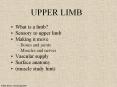 UPPER LIMB What is a limb? Sensory to upper limb Making i