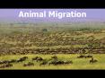 Types of Migration Types of Migration How do animal