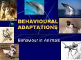 BEHAVIOURAL ADAPTATIONS Behaviour in Animals Innate versu