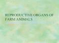 reproductive organs of farm animals gestation period