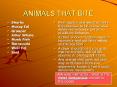 ANIMALS THAT BITE Sharks Moray Eel Grouper Killer Whale Mon