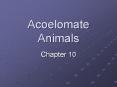 Acoelomate Animals Chapter 10 Phylum Platyhelminthes Phylu
