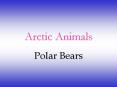 Arctic Animals Polar Bears Characteristics of Polar Bears 