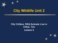 City Wildlife Unit 2 City Critters: Wild Animals Live i