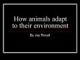 How animals adapt to their environment By Jay Revell Th