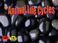 Animals have a life cycle that includes birth, growth