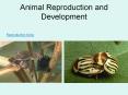 Animal Reproduction and Development Reproduction Song I