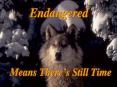 Endangered Means There s Still Time Endangered species ar
