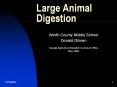 Large Animal Digestion Worth County Middle School Donal