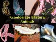 Acoelomate Bilateral Animals Acoelomate Bilateral Animal
