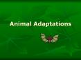 Animal Adaptations Key term to use:  Surface Area to Volum